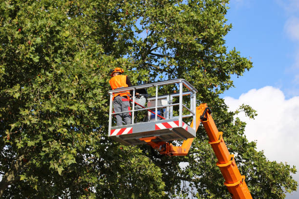 The Steps Involved in Our Tree Care Process in Rosamond, CA